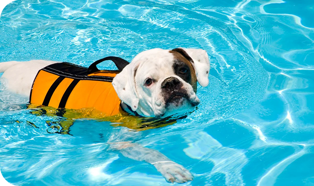 A dog wearing a bright orange life jacket swimming in a pool. The dog has a calm, focused expression as it glides through the water, showcasing a sense of safety and comfort. The clear, blue pool water enhances the playful and relaxed atmosphere of the moment.