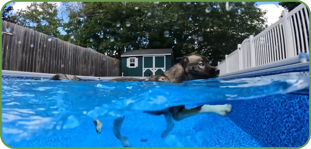 A dog swimming in a pool, with its head above the water and its body partially submerged. The scene captures the dog’s focused expression as it moves through the clear blue water, with a backdrop of a wooden fence and a small shed. This playful moment embodies the fun-loving and energetic spirit of West Lancs K9.