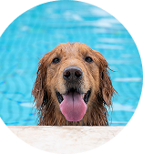 Sure! Here’s an updated alt description with the business name integrated: A golden retriever happily peeks out from the pool with its tongue out, looking playful and excited. The dog’s fur is wet, and it stands at the pool's edge, surrounded by clear blue water. The joyful expression captures the carefree moment of fun in the water, perfectly reflecting the playful spirit of West Lancs K9.