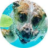 A dog swimming underwater, eagerly chasing after a green toy. Its eyes are wide with excitement as it propels through the water, embodying the energetic spirit of West Lancs K9. The clear blue water adds to the playful atmosphere, highlighting the dog's enjoyment and enthusiasm for the fun-filled activity.