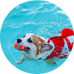 A corgi wearing a red life vest happily swims in the pool, holding a bright orange ball in its mouth. The dog’s expression is full of excitement and determination as it enjoys a playful moment in the water, perfectly reflecting the fun-loving energy of West Lancs K9.