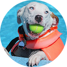 A playful dog wearing an orange life vest is enjoying the pool, holding a green ball in its mouth. With a joyful expression, the dog seems to be ready for more fun, perfectly capturing the energetic spirit of West Lancs K9 in this water-filled moment of joy.
