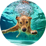 A golden retriever swimming underwater, with its legs stretched out as it propels forward. The dog has a focused expression, creating a sense of determination and fun, perfectly capturing the energetic and joyful essence of West Lancs K9 in this playful underwater moment.