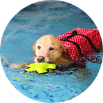 A golden retriever wearing a red life vest swims in the pool, holding a bright green toy in its mouth. The dog looks focused and determined as it enjoys a playful moment in the water, embodying the energetic and fun-loving spirit of West Lancs K9.