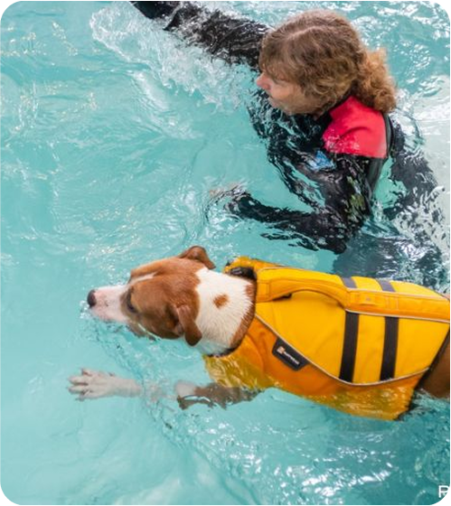 A dog wearing a yellow life vest swims alongside a person in a pool, both moving through the clear blue water. The dog appears focused and calm, enjoying the water activity under the guidance of the person. This scene highlights the supportive, fun-filled atmosphere at West Lancs K9, where dogs thrive in water-based activities.