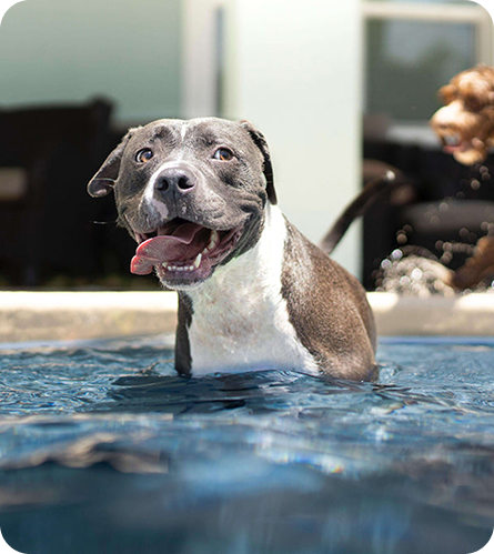A happy dog standing in a pool, with its tongue out and a joyful expression, showcasing the fun and playful spirit of West Lancs K9. The dog appears to be enjoying a moment of water play, with a second dog blurred in the background. The setting is a vibrant backyard, perfectly reflecting the fun-loving nature of the business.